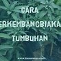 Contoh Stolon Adalah